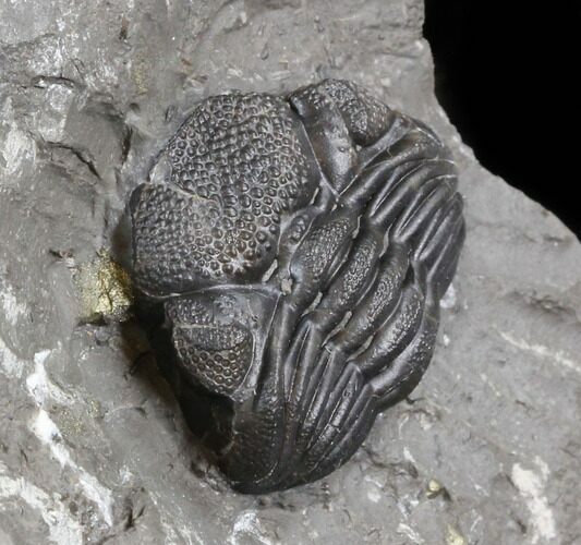 Enrolled Eldredgeops Trilobite In Matrix - New York #40684